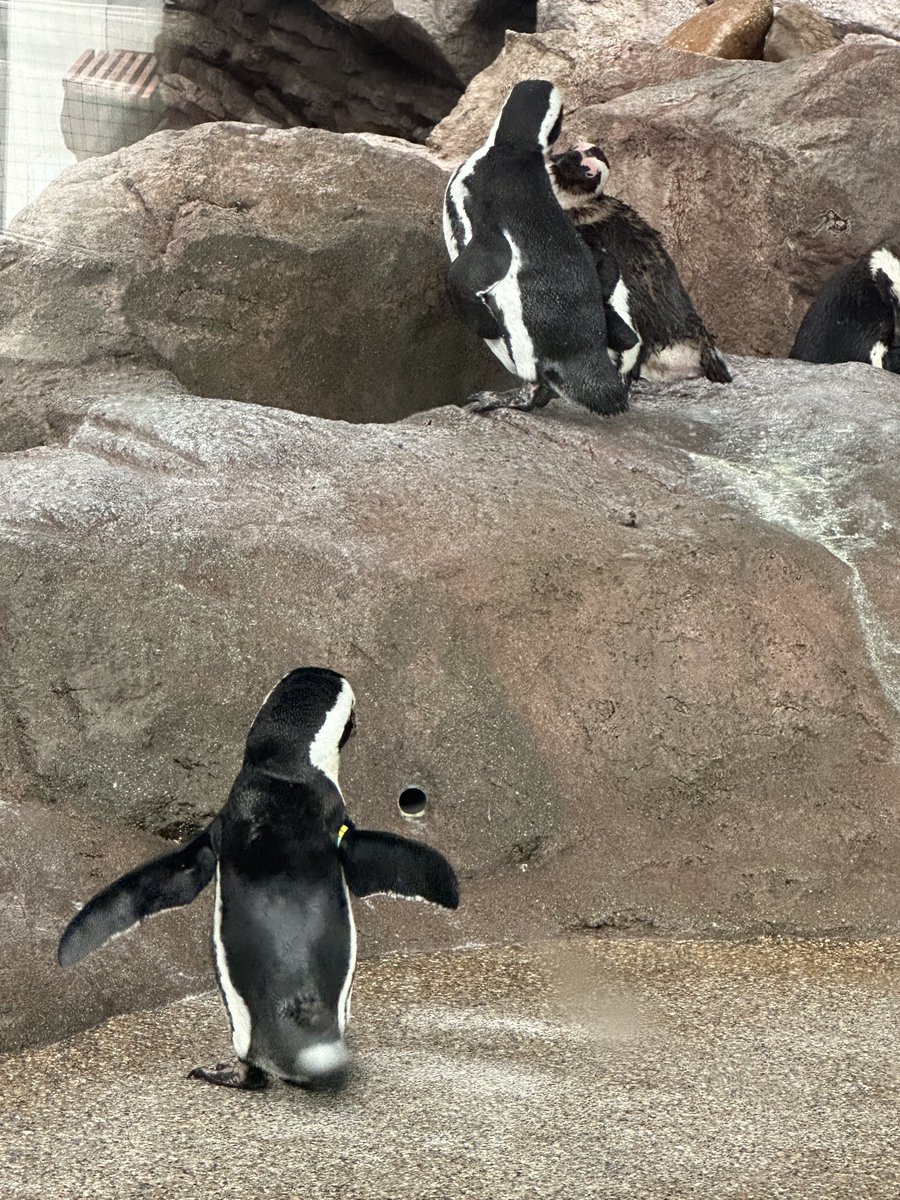 hintyu's tweet photo. 水族館ってずっといれるよね
癒し空間
年パス買うか悩む https://t.co/J6H5YPE3Do