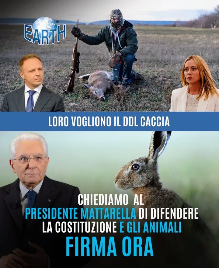 PaoloOchi's tweet photo. Noi Vogliamo Preservare gli Animali e la Natura .Non ucciderla 😡👎 https://t.co/C10YEaZ64w