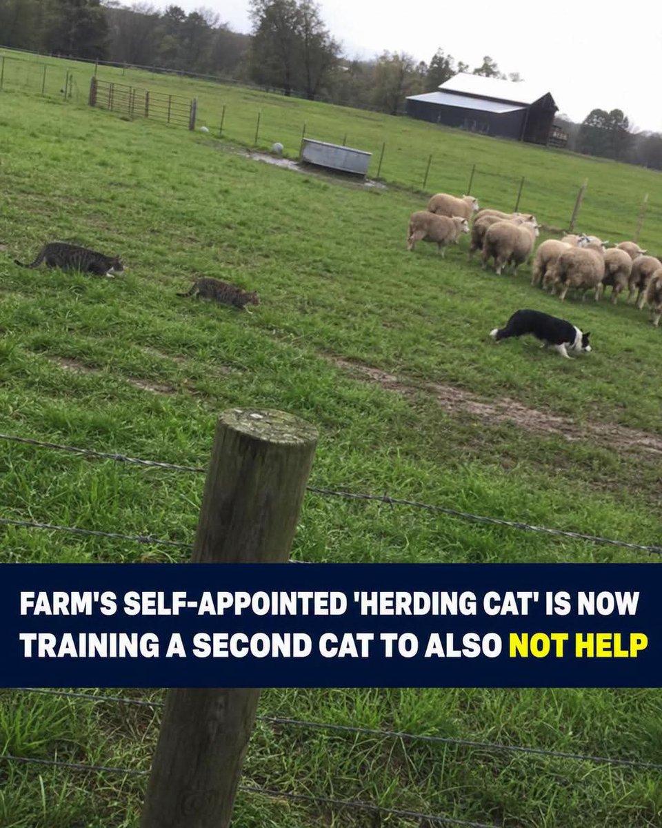coffeededo_o's tweet photo. The cats are there in a supervisory role https://t.co/y5tMN1uawU