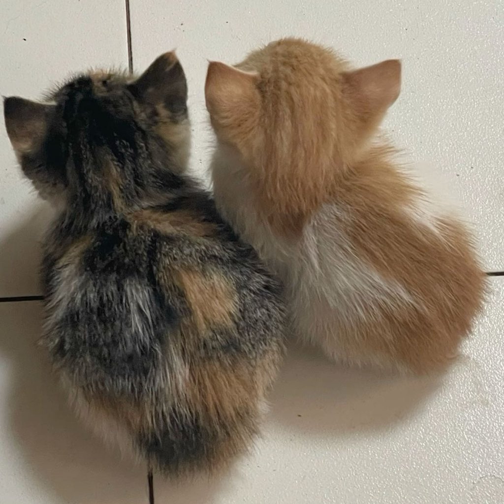 apicecheeses's tweet photo. สองเหมียวในสายตาจั้นนน🐱🐱 https://t.co/qebHI90wBT