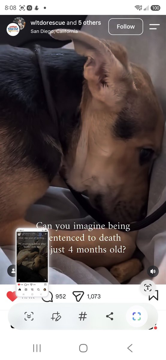8SarahCohen22's tweet photo. Braxton needs a full-time home. Please help anyway you can.  💜🙏
https://t.co/k6fMDfMmLU https://t.co/VGUcRI2uPN