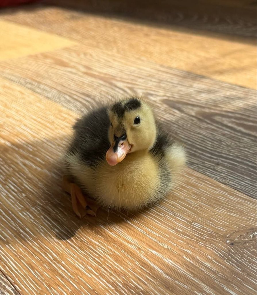 draze124666's tweet photo. @JR5_Crypto Hey, if you’re hunting in these active trenches, check out $DINKY.
It’s a fun, wholesome memecoin built around that adorable viral baby duck Dinky on TikTok.
You should definitely check it out.

Web:https://t.co/Y9UqC9SJaf
CA: 3YNCESdqhSgvsD4aARHC4rdqXpjyW9CWjosH82hNpump https://t.co/4CYLwRzT7Q