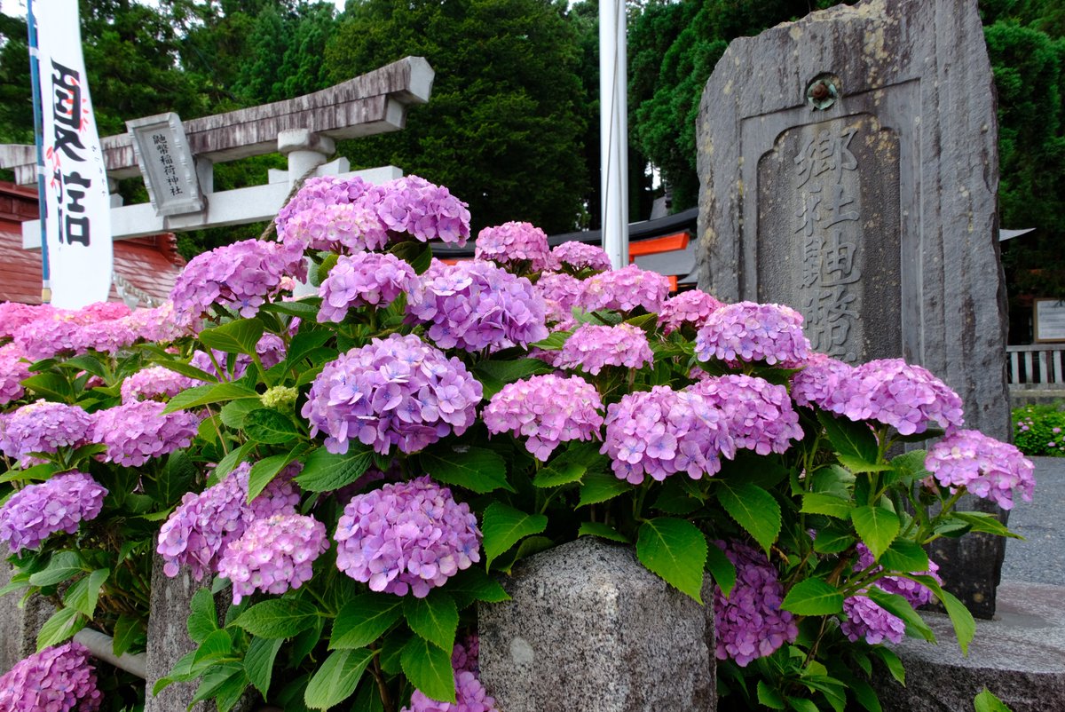 花巻市さある鼬幣稲荷神社だなっす。境内のアジサイが見事だったよ