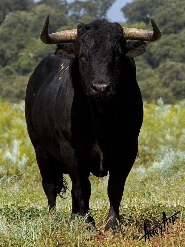Shingapuo's tweet photo. Small token of $ANSEM in your wallet.
Connect your X 
Bullpost about $ANSEM 
Black Bull season is here.
Conviction high.
@blknoiz06  🐂🀄 https://t.co/vbh7qkRFq5