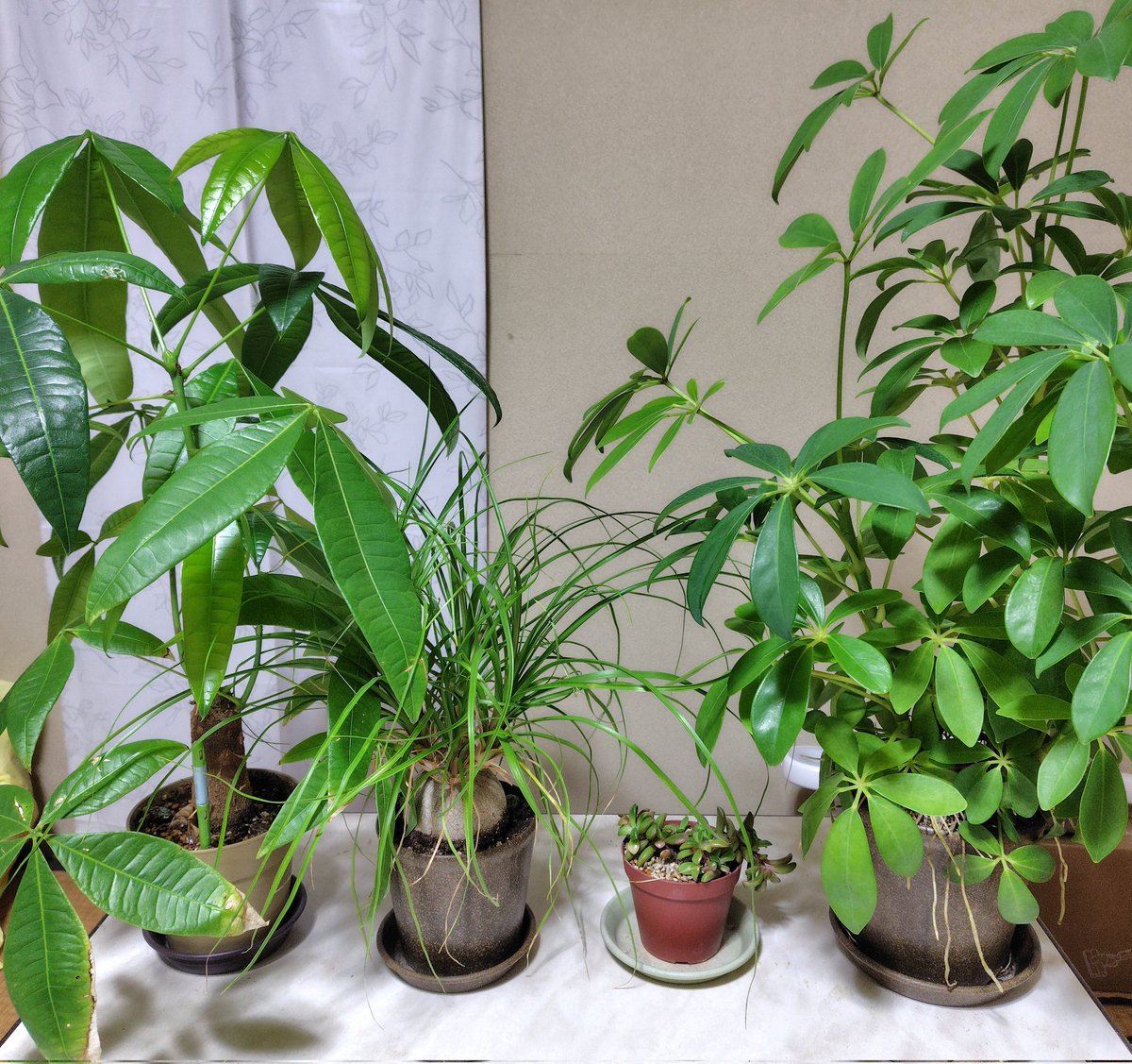 kgonn02's tweet photo. 単身新居の４鉢組アイドル植物、
その名も「観葉カルテット🌿」

パキラは大きく艷やか葉を広げて元気に生育中。
一方、カポック・シェフレラは株元から気根がモジャモジャと…。去年、ダイソーで購入し、その後3回植え替えたと思いますが、これはまた今年も植え替えが必要かな。 https://t.co/oh6nuTTgiD