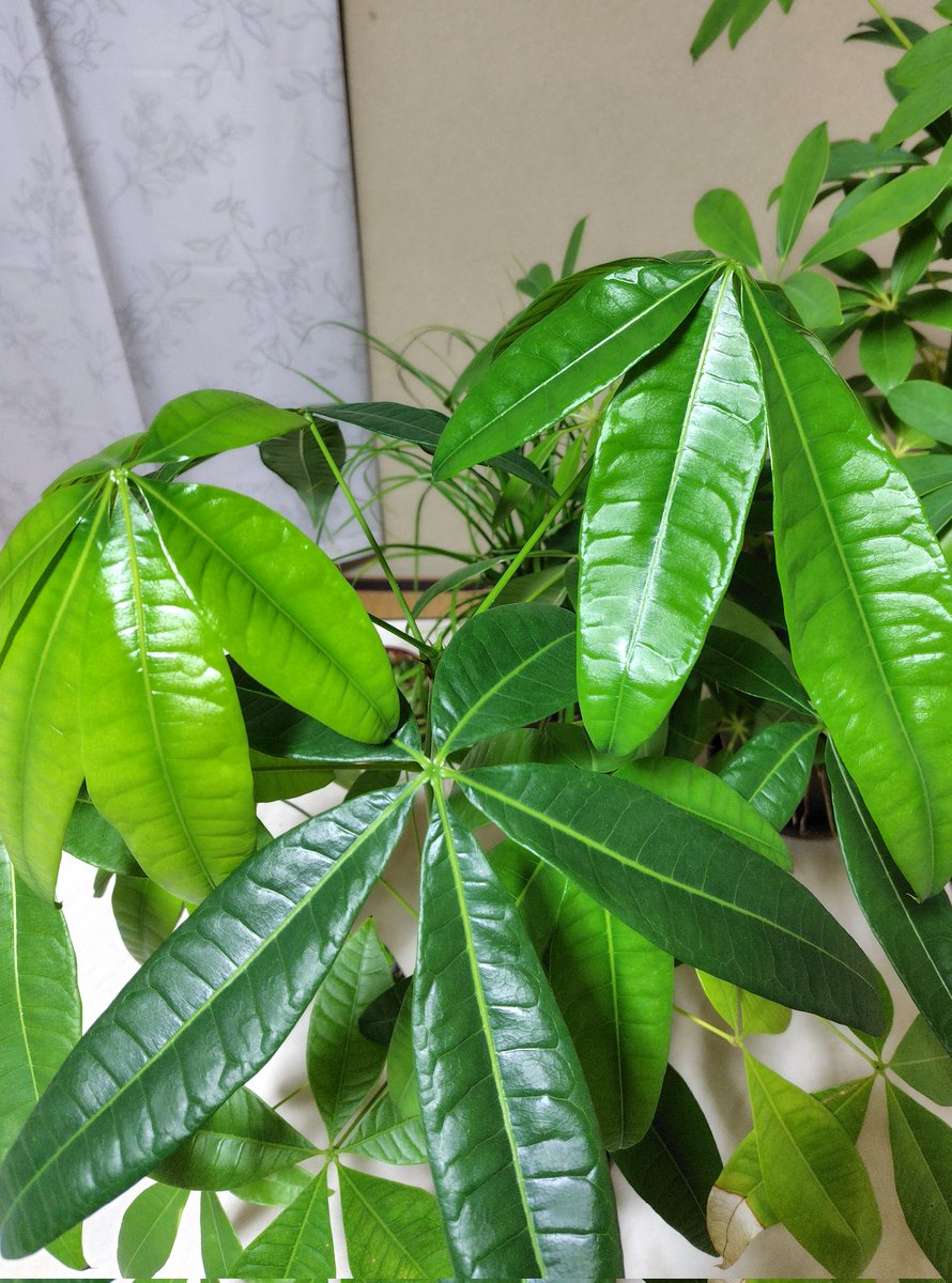 kgonn02's tweet photo. 単身新居の４鉢組アイドル植物、
その名も「観葉カルテット🌿」

パキラは大きく艷やか葉を広げて元気に生育中。
一方、カポック・シェフレラは株元から気根がモジャモジャと…。去年、ダイソーで購入し、その後3回植え替えたと思いますが、これはまた今年も植え替えが必要かな。 https://t.co/oh6nuTTgiD