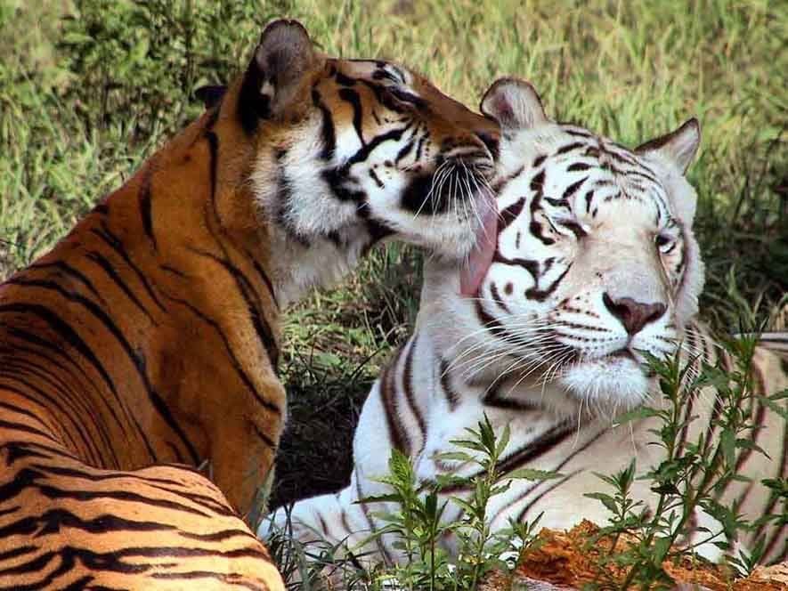 animal_form01's tweet photo. https://t.co/OQJKb9XwNN