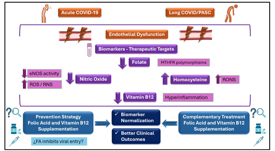 HarrySpoelstra's tweet photo. Folic Acid and Endothelial Dysfunction in COVID-19

🚨LongC0VID still has zero proven treatments. 🧵

➡️A new Argentinian review shows folic acid could protect blood vessels from the endothelial damage driving both severe cases and persistent symptoms, by lowering homocysteine, boosting nitric oxide, and countering the gut disruption COVID causes,

Sceptical? Same here!

➡️But when we literally have nothing else that works, dismissing a cheap, safe vitamin without proper trials is no longer cautious, it may even be negligent,

And, if there’s no added value, it certainly won’t harm you to try!

➡️Some interesting points from this review:
1. Endothelial dysfunction drives severe acute COVID-19 (inflammation, thrombosis, organ damage, ICU needs) and longC0VID/PASC symptoms,

2. Homocysteine metabolism is frequently dysregulated in COVID-19 inflammation. Elevated levels correlate with higher clotting risk, severe pneumonia, ICU admission, and mortality. Severe patients often show low folate and high homocysteine,

3. Folic acid (vitamin B9) lowers homocysteine, reduces oxidative stress, supports nitric oxide production (improving vasodilation and reducing inflammation/clotting), and may exert direct antiviral effects by interfering with SARSCoV2 entry/replication proteins,

4. SARSCoV2 disrupts the gut microbiome, reducing natural folate production by beneficial bacteria and worsening deficiencies/inflammation,

5. Evidence cited includes biomarker studies, computational/lab data on mechanisms, genetic susceptibility links, and some clinical observations where nutritional support including folic acid was associated with reduced mortality and mechanical ventilation needs,

6. Supplementation is discussed as a low-cost complementary strategy for acute phase and longC0VID (with vitamin B12 also noted for LC/PASC👇),

7. It is not presented as a cure or standalone treatment,

8. The review does call for larger, well-designed clinical trials to confirm indication, optimal dosing, efficacy, and patient subgroups.

‼️So, Folic acid shows credible mechanistic promise as an affordable vascular shield against COVID-19’s endothelial assault, yet we still have zero proven treatments for LongC0VID. Without urgent, large-scale trials, millions will keep suffering preventable clotting, organ damage, and chronic symptoms while a simple, cheap B-vitamin may sit underutilized. The paper’s evidence is suggestive and certainly not definitive. Treating this as “just another supplement” or dismissing it outright risks turning a potential low-cost adjunct into yet another missed opportunity in a disease that continues attacking blood vessels long after the virus is gone.
The evidence is preliminary. The need to test it seriously is not, anything that may help needs our attention! Meanwhile:
#AvoidSars2 #AvoidReinfections 1/2
https://t.co/NOTdKDM743