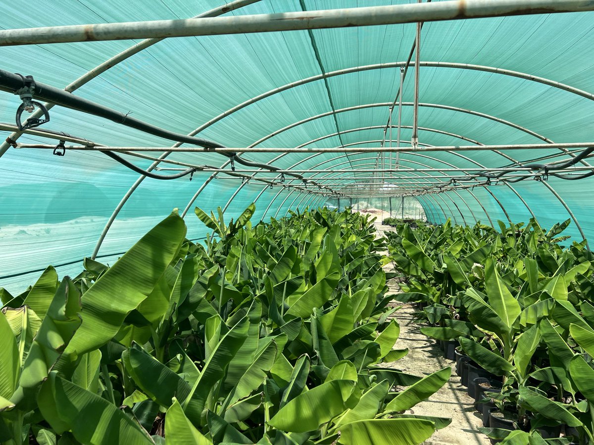 alrafieafarm's tweet photo. موز قراند نان Grand Nain من أشهر أصناف #الموز التجارية عالمياً، ينتمي لمجموعة "كافنديش".
يتميز بأنه #موز_قزمي (قصير الشجرة)، غزير الإنتاج، مقاوم للأمراض والصقيع.

🍃السعر: 45 ريال🇸🇦
أحفظ رقمي قد تحتاجه
#مشتل_الرفيعة بـ #الاحساء🌴

📞 0506909883
0583601140
0535269475
🚩خصم للكميات https://t.co/dyKRyhLXx2