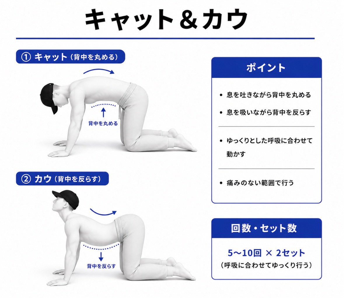kurocap_'s tweet photo. 反り腰は「前後の筋肉の綱引きが崩れた状態」という表現、めちゃくちゃ分かりやすいです。

具体的には、
・股関節の前側と腰の筋肉が硬い
・お腹とお尻の筋肉が働きにくい
という状態。

そして引用元のセルフケアは、
① 股関節の前側のストレッチ
② お尻で骨盤を動かす感覚を取り戻す
（お尻の筋トレ）
③ お辞儀の動きでもも裏を働かせる
（もも裏の筋トレ）

①で股関節前側を緩めて、②,③で大臀筋やハムストリングスの筋トレという流れ。
（骨盤をニュートラルな位置に戻して、安定化させてくれる筋群のトレーニング）

さらに効果を高めるなら、

④ 硬くなった腰まわりの筋肉を和らげるキャット&カウ

⑤お腹のインナー・アウターを同時に鍛えるスプリンター運動
→通常の腹筋と比べて反り腰改善に効果的との研究報告あり。

これで綱引きの対象となっている筋肉を網羅的にカバーできるかと思います。

反り腰、ぽっこりお腹でお悩みの方は、引用元の記事と併せてぜひやってみてください💡