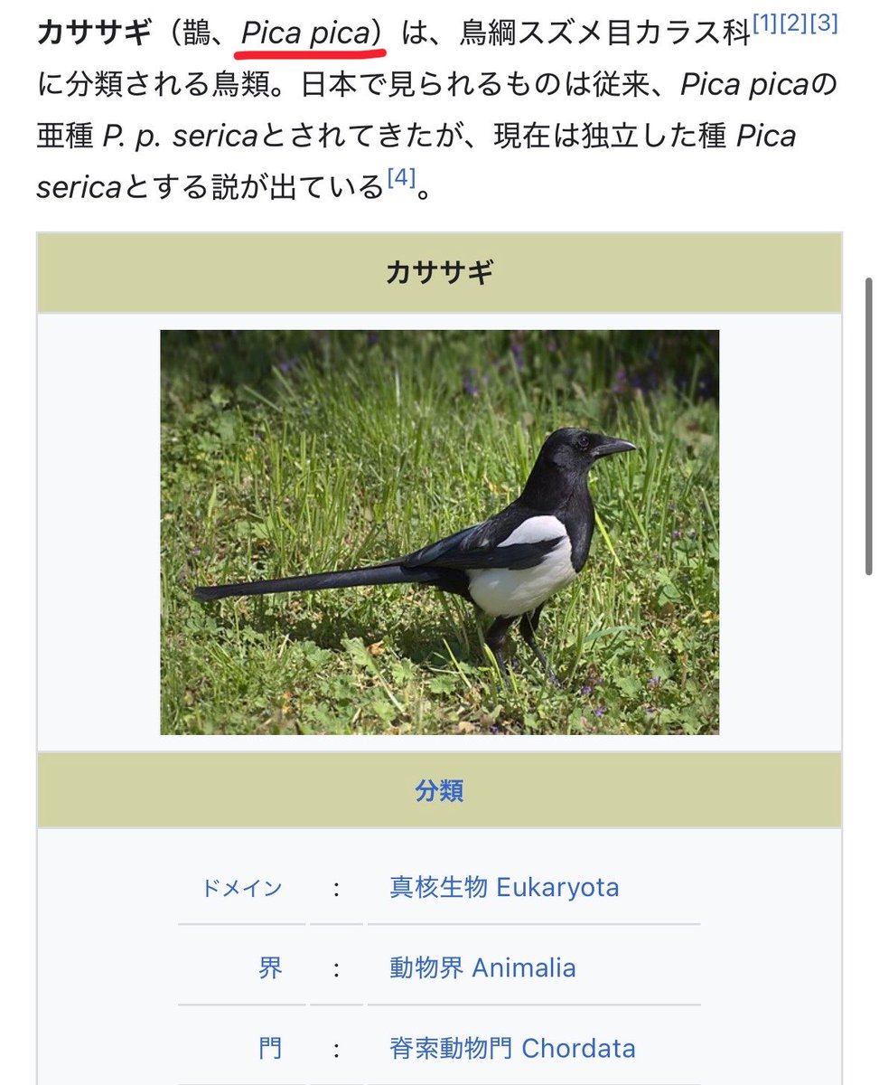 SaganShuche's tweet photo. これ、もしやピカチュウなんじゃ…？ https://t.co/as1gExxlO6