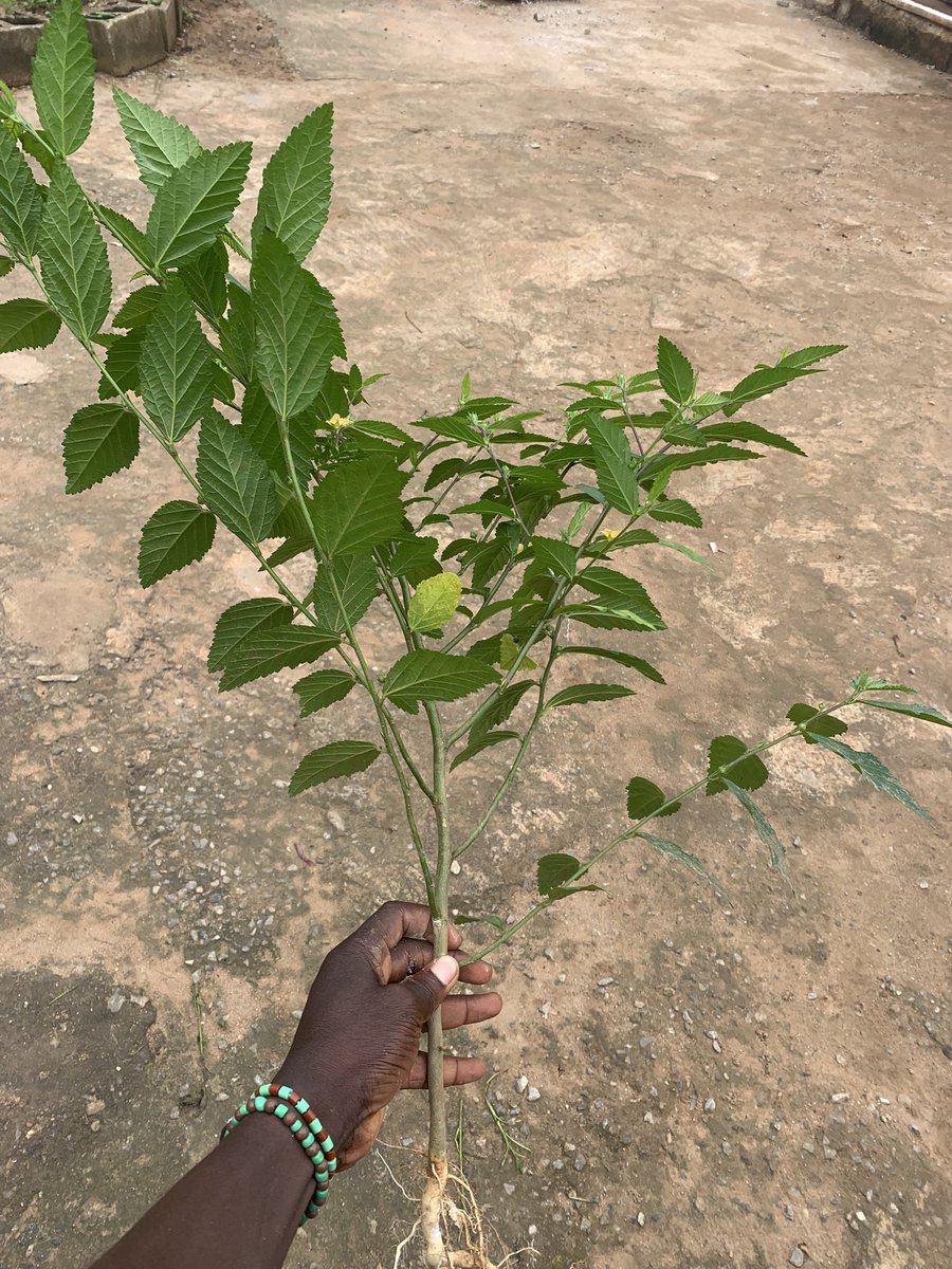 royalgp247's tweet photo. ABIWERE ( when your wife is 8month) 

This leaf again 

Always give your pregnancy woman by 8month so it can be easy on delivery 

Nature cure https://t.co/v4TMBIZsMh