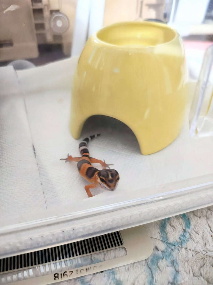 iodoll66's tweet photo. ごそごそしてたら様子見に?わざわざ巣から出てくる…
かわいい… https://t.co/CqfZQTLR6t