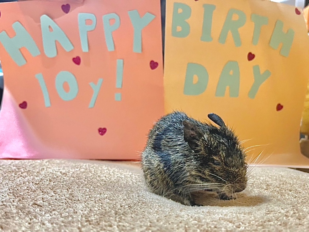 fusyouvoice's tweet photo. しわすの10歳の誕生日祝った。
国民の皆さんも祝いなさい、国民の祝日にしよう https://t.co/A3E6Bj2l17
