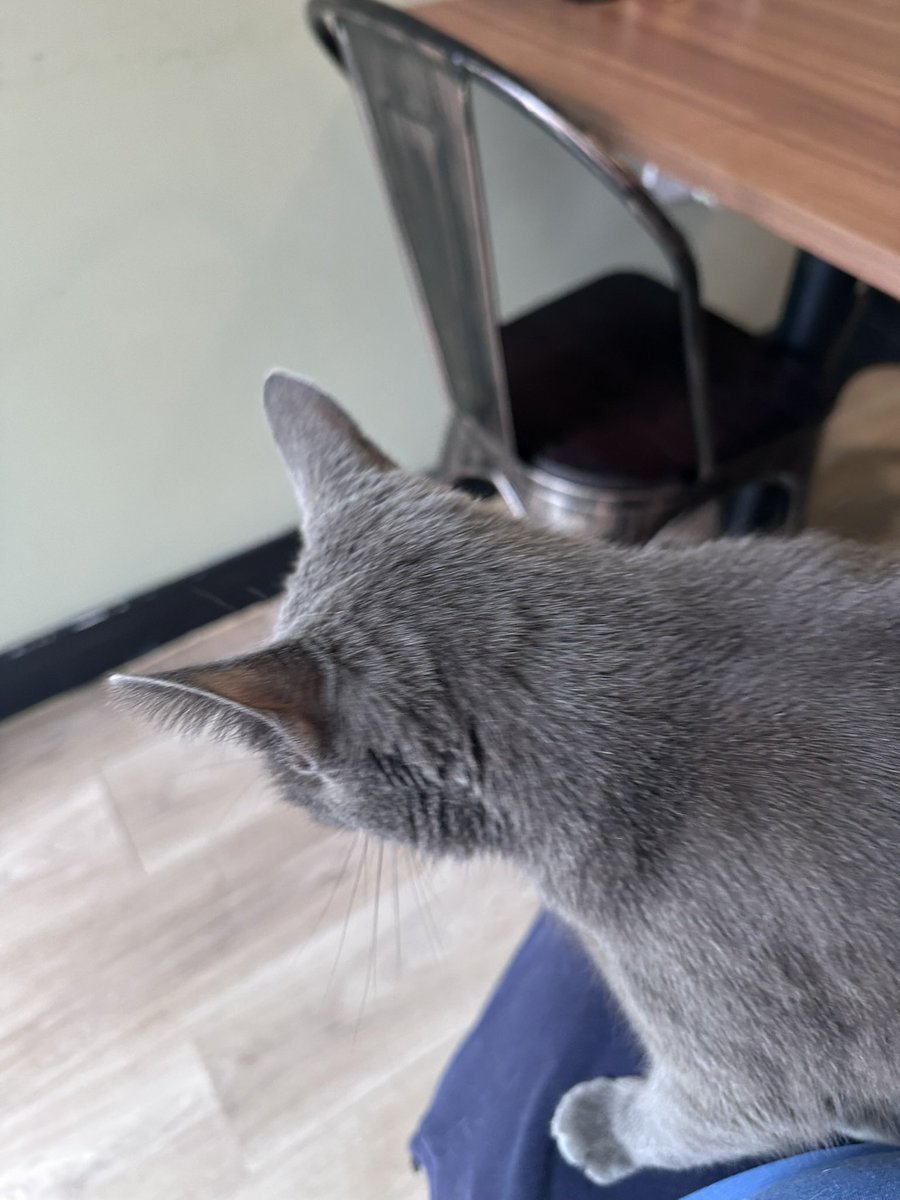 Pawsandclaws99's tweet photo. Not had Nelly on my lap for a while! #cats https://t.co/HN5nUZC3Wa