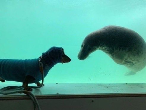 stefan_mazur's tweet photo. 水族館に通いすぎてアザラシに親友だと思われてる家の犬見て https://t.co/e9a9PkrwXA