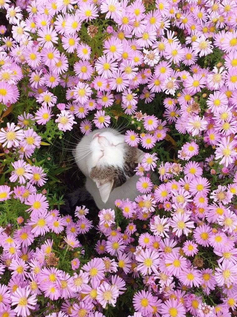 artindetails's tweet photo. among the petals https://t.co/yERsHUQB3k