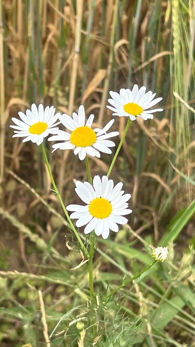 langcaroline's tweet photo. Ich liebe den Sommer 🤗 https://t.co/ySQ3kgBU6x