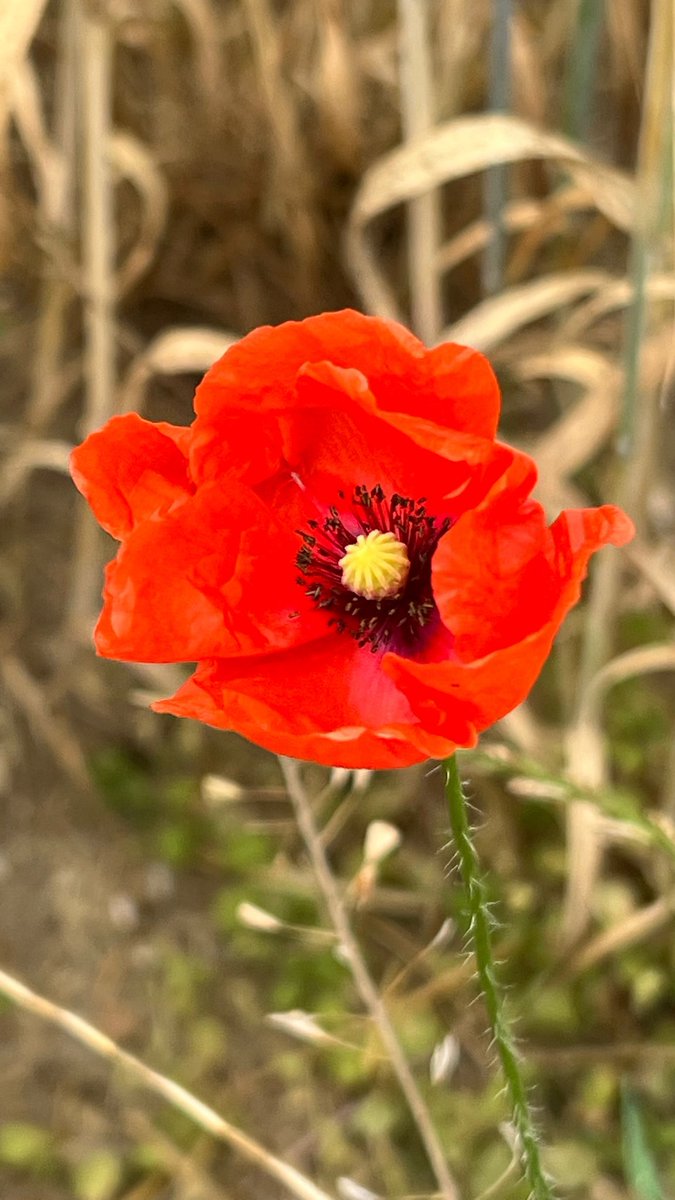 langcaroline's tweet photo. Ich liebe den Sommer 🤗 https://t.co/ySQ3kgBU6x