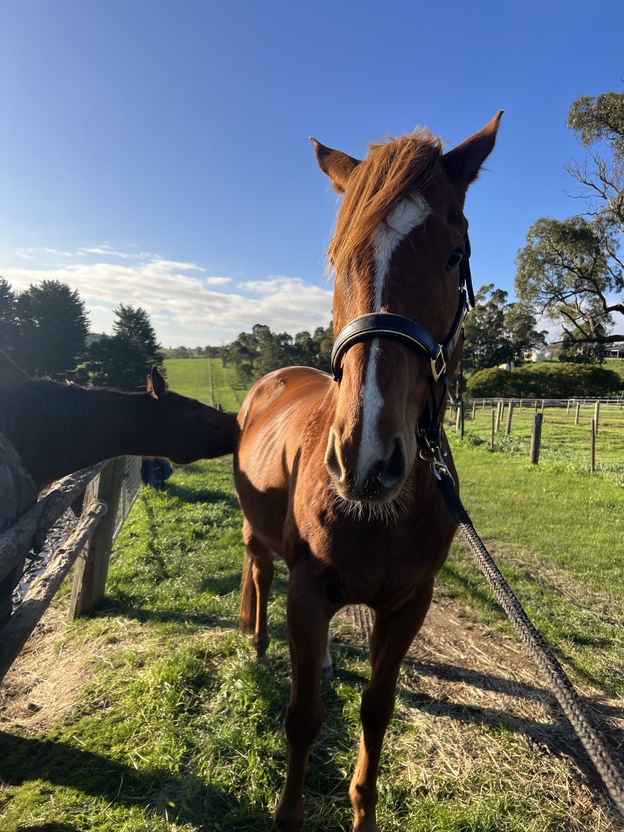 More Importance 🐴 tweet media