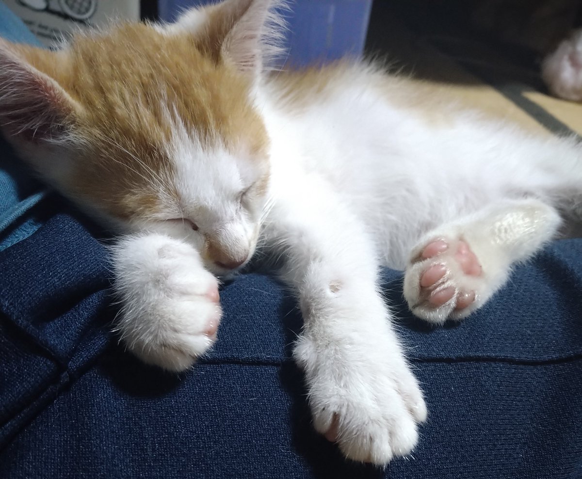 FFBE_Sieg's tweet photo. 足の上で寝るの好きやね🐈 https://t.co/JA2YNYS8zU