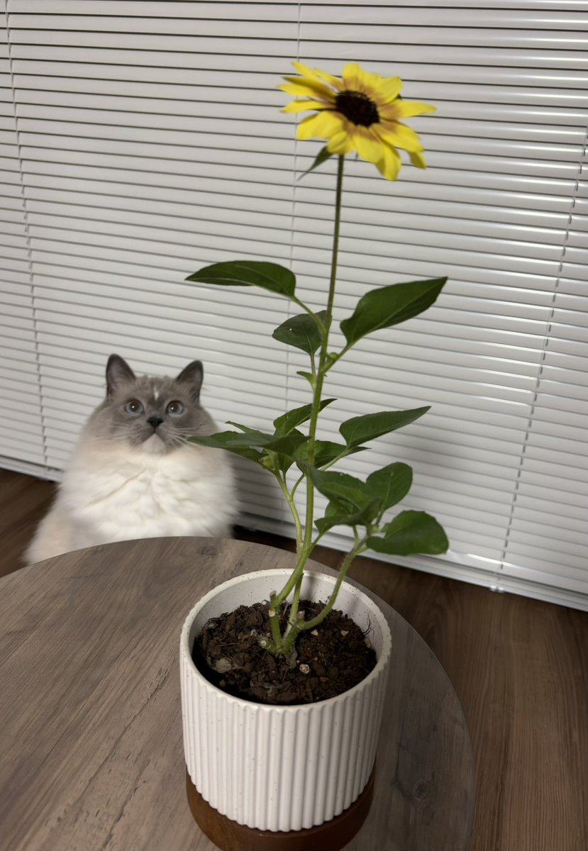 962900's tweet photo. 🐱🌻 https://t.co/ZvkKjDEkOQ