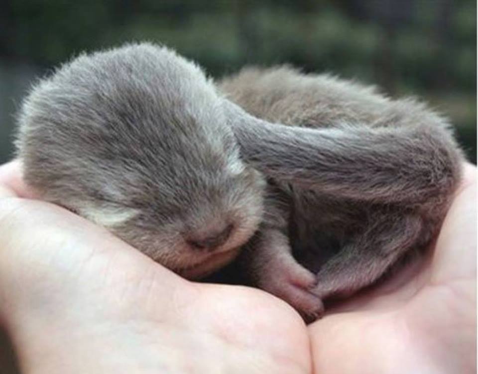 In_Otter_News2's tweet photo. Here is a picture of a baby otter for no good reason. https://t.co/Fi5F0mf1yG