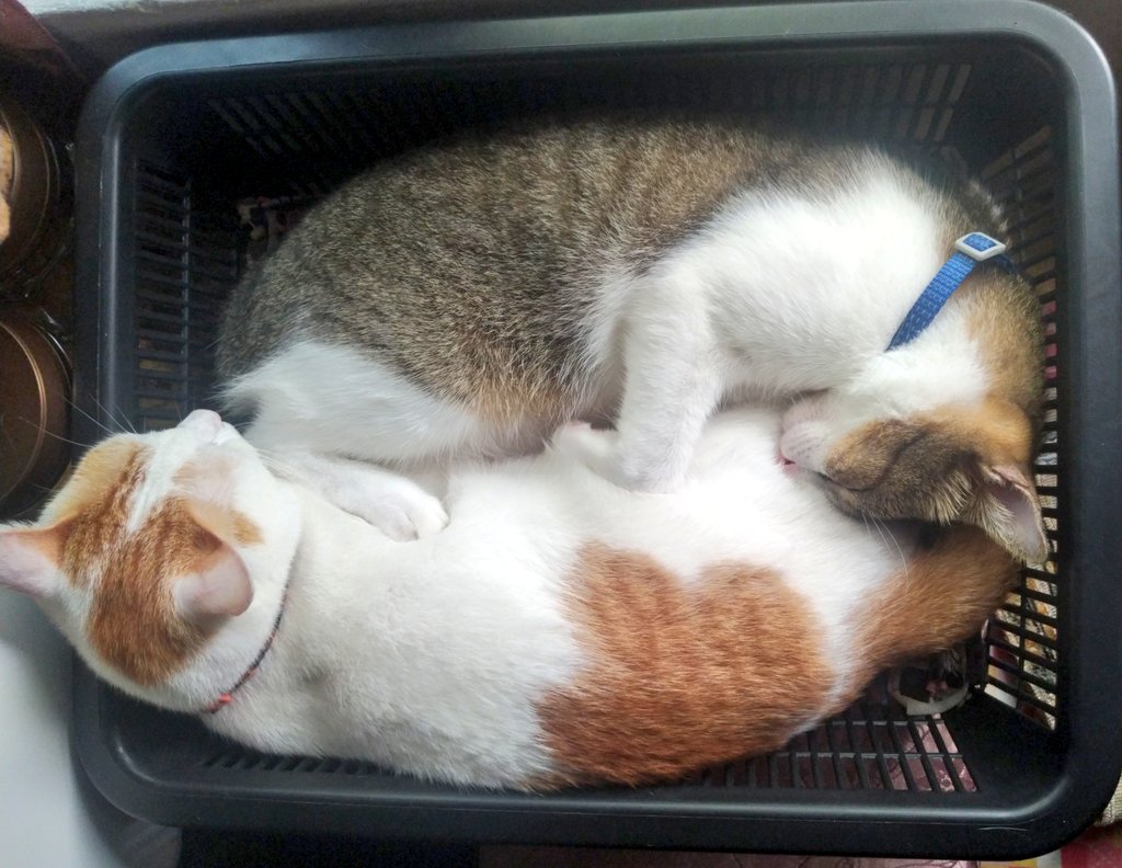 Marco_Jimmyli's tweet photo. @Leonidas9196 Nah kucing betul https://t.co/VAeBNxYJ2Y