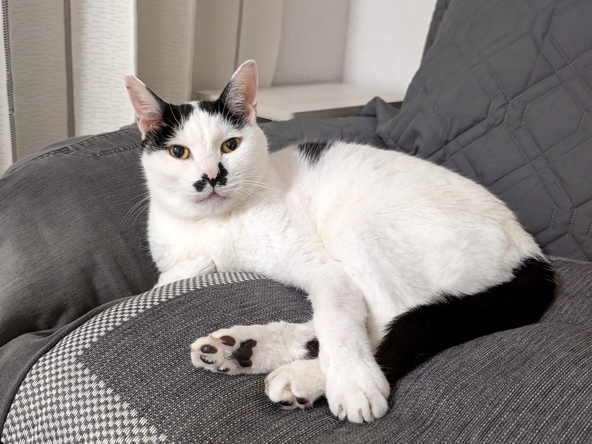 machineko_cat's tweet photo. まったりポッポ君🐱
窓辺で外の空気を吸いながら寝たり、クーラーにあたりにきたりを繰り返して過ごしています🥰
現在、体重4.9kgです。

#今日のポッポ #黒白猫 #腎不全ステージ４ https://t.co/TFtxgiMADP