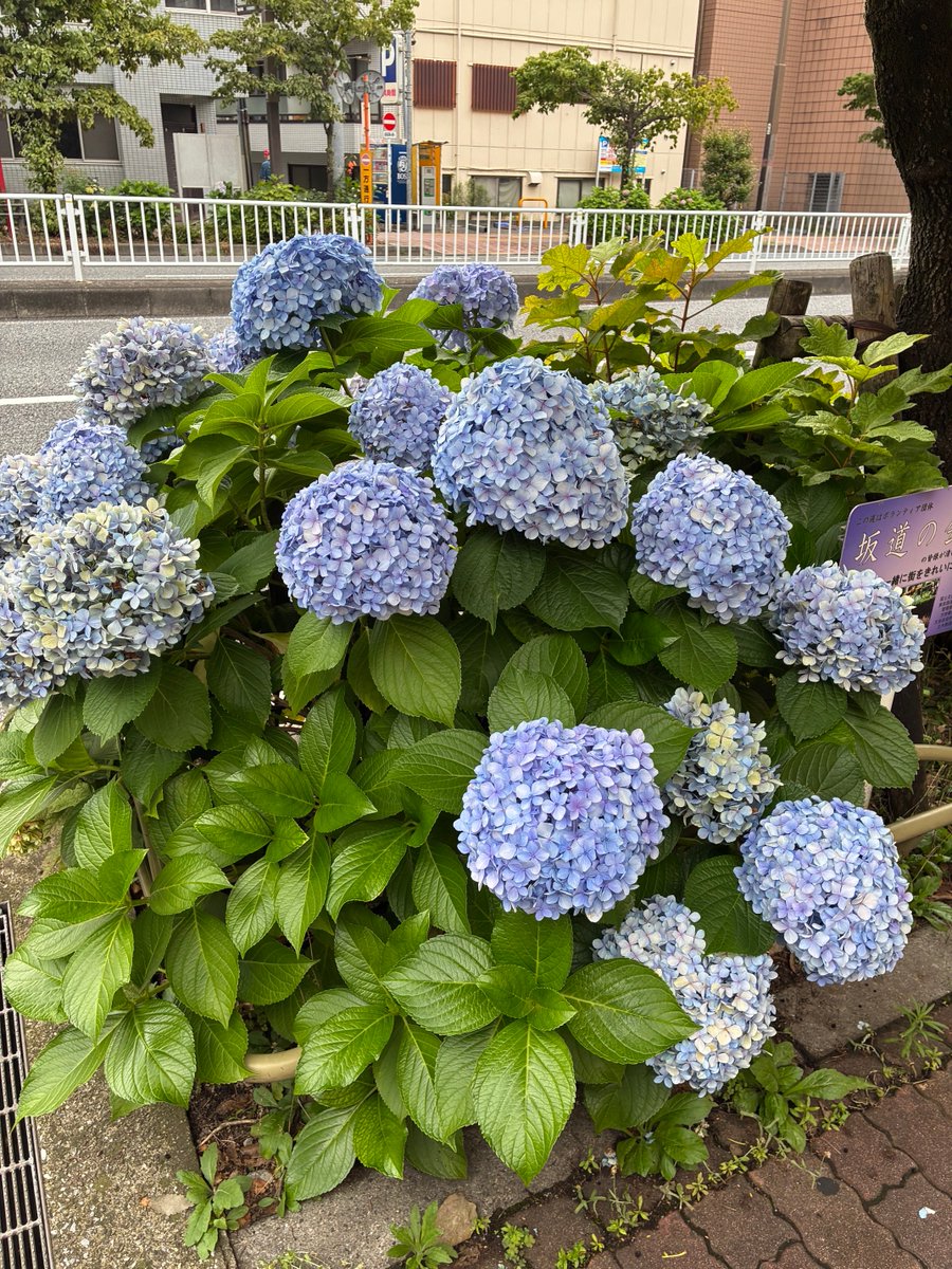 4thUx's tweet photo. 春日通り、後楽園付近はまだ紫陽花が綺麗。 https://t.co/T3CLEqMuTj