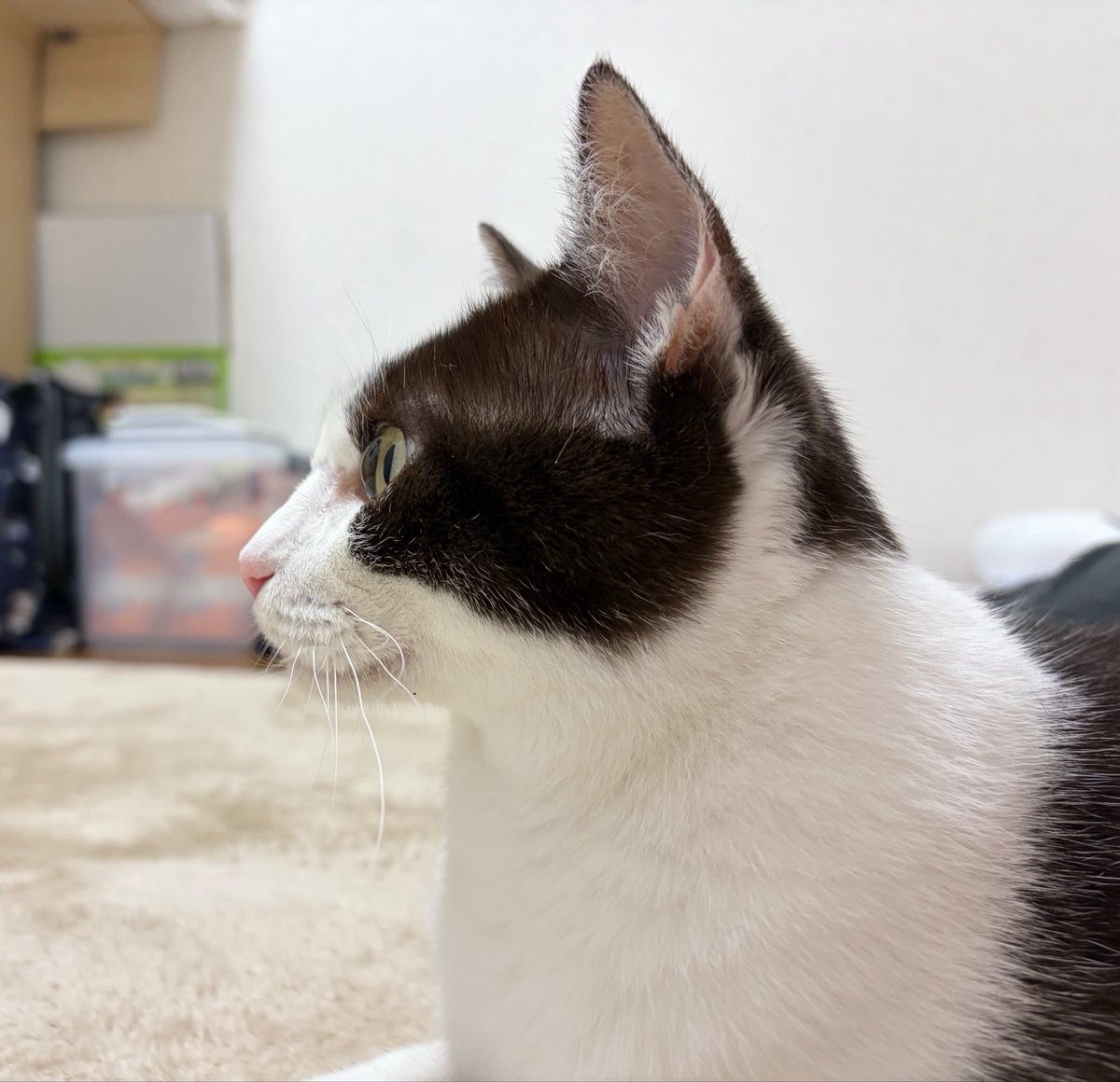utar1031's tweet photo. まだまだ緊張しているきみち https://t.co/VZsBzP2kWU