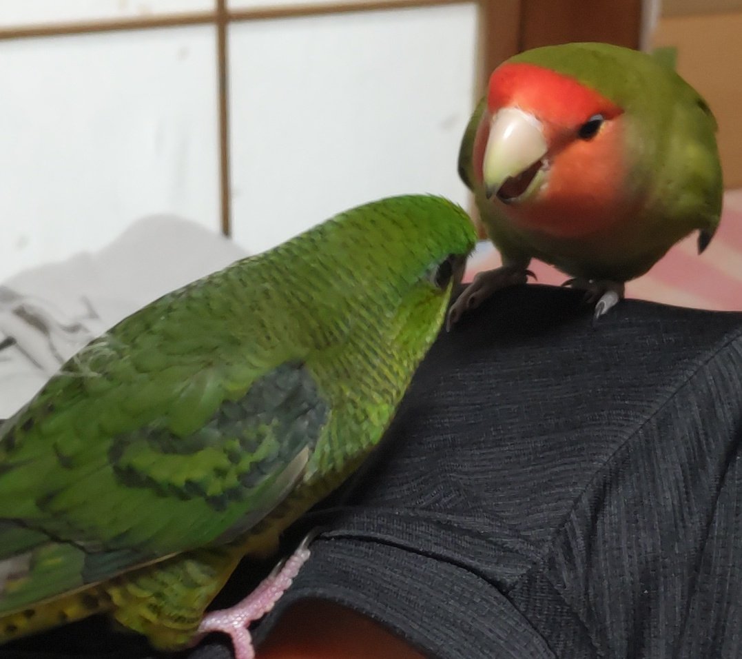 ayitosr's tweet photo. 一緒に遊びたいバブちゃん(サザナミインコ2カ月半)に威嚇する内弁慶パイセン(コザクラインコ2歳2カ月)。パイセンはこのあと目をそらして撤退します(笑)#コザクラインコ #サザナミインコ https://t.co/hpL6oJ9jEO