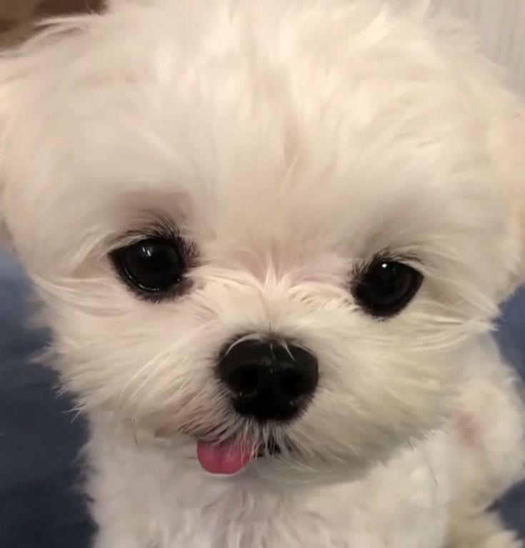 captaintaegyu's tweet photo. I know everyone sees these puppies and thinks of beomgyu https://t.co/X2zjOB1rto