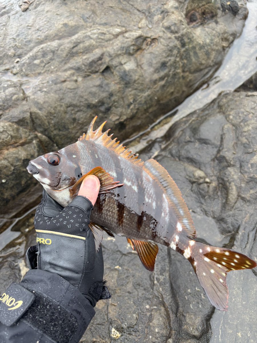 fishing_0124's tweet photo. 久しぶりの葉山沖磯！
サバ&amp;濁り&amp;水潮！
コッパメジナとタカノハダイで撃沈😭
修行が足りませんね… https://t.co/gV5jQ7fkmH