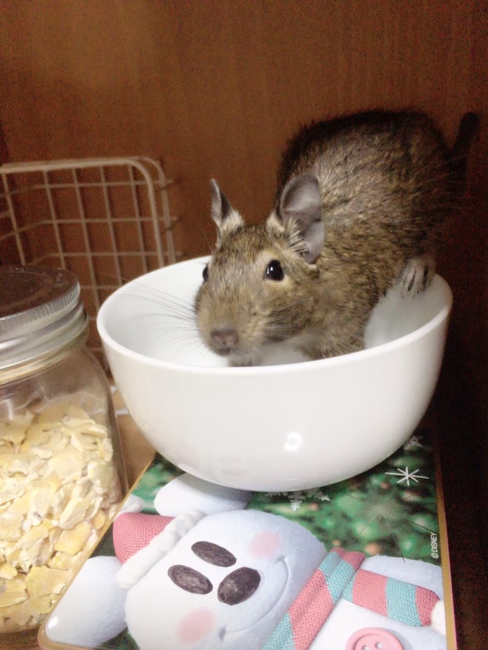 fusyouvoice's tweet photo. ちなこれは生後半年のとき https://t.co/firVdVjZaT