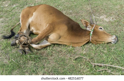abduljibbar's tweet photo. August 2025. 

Waa shirkii Duurjoogta. Waxa si  kadisa u kacay 'Calaldugaag' oo ka mida  Lo' Dibadeedii oo ku doodaysa in ay ka maqanyihiin  Qawmiyada Lo'da ay Aadamiintu Qashaan kuwaas oo ay iyagu ka khasaare  yaryihiin.

Sheekadan anigaa fasaxay in Kartoon laga dhigo https://t.co/sGDEttWjzX