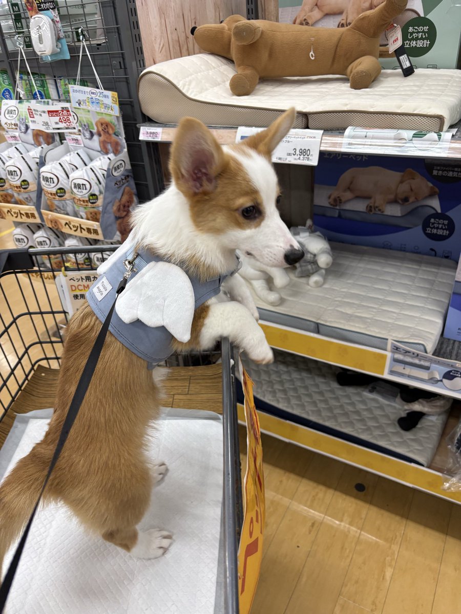 __haneuln__'s tweet photo. はじめてのペット用カート🐶真剣な表情ね…👀
#コーギー
#犬のいる暮らし https://t.co/LYyi79jWNw