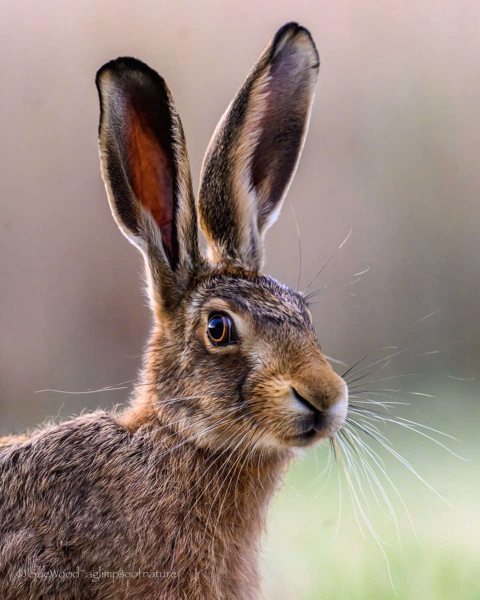 SW_PhotoNature's tweet photo. A sideways glance… https://t.co/ganJll5EIC