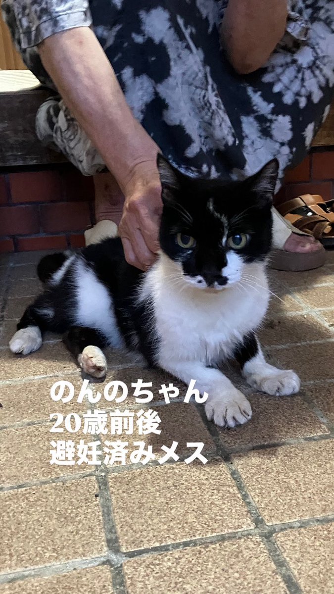 itoneko22's tweet photo. ⚠️身寄りのないご高齢の飼い主様
施設入所が間近であり、
猫の預かり施設を提案しましたが、猫にかける費用が難しく
置いて行く選択をされてます。
20年前に猫と一緒に越して来られ、
猫と共に生活をされてました。

・のんのちゃん♀
・20歳前後

猫生を穏やかに過ごせる
引き受け先を探しています🙇‍♂️ https://t.co/jB0thLCYtV