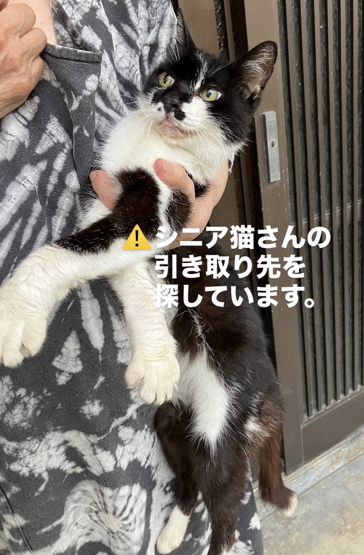itoneko22's tweet photo. ⚠️身寄りのないご高齢の飼い主様
施設入所が間近であり、
猫の預かり施設を提案しましたが、猫にかける費用が難しく
置いて行く選択をされてます。
20年前に猫と一緒に越して来られ、
猫と共に生活をされてました。

・のんのちゃん♀
・20歳前後

猫生を穏やかに過ごせる
引き受け先を探しています🙇‍♂️ https://t.co/jB0thLCYtV