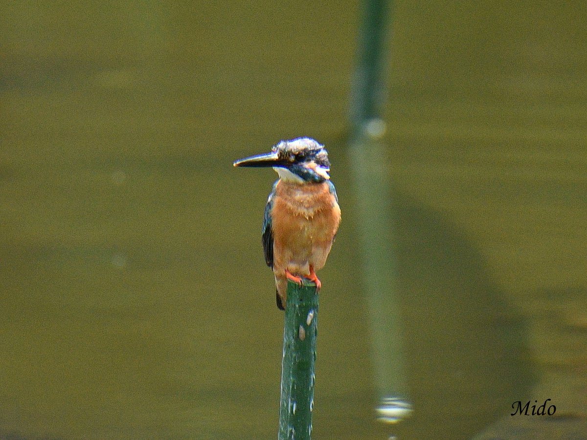 mido3bitte's tweet photo. Kingfisher #birds #birdphotography #birdtonic #birdtwitter #wildlife #wildlifephotography #TwitterNatureCommunity #Tokyo https://t.co/rRhTurPpC4