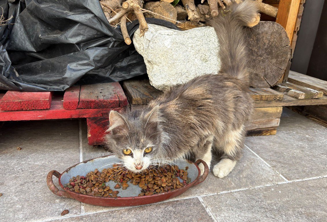 Abeiroanimal's tweet photo. Apareceu pola zona de Carreira (Ribeira) esta gata de pelo longo.
Leva un colar cun axóuxere e unha placa co nome, polo que pensamos pode estar perdida.
Se alguén a recoñece que se poña en contacto con nós por mensaxe privada.
Compartide para que poida regresar á súa casa, grazas https://t.co/SmvhCQyd5c