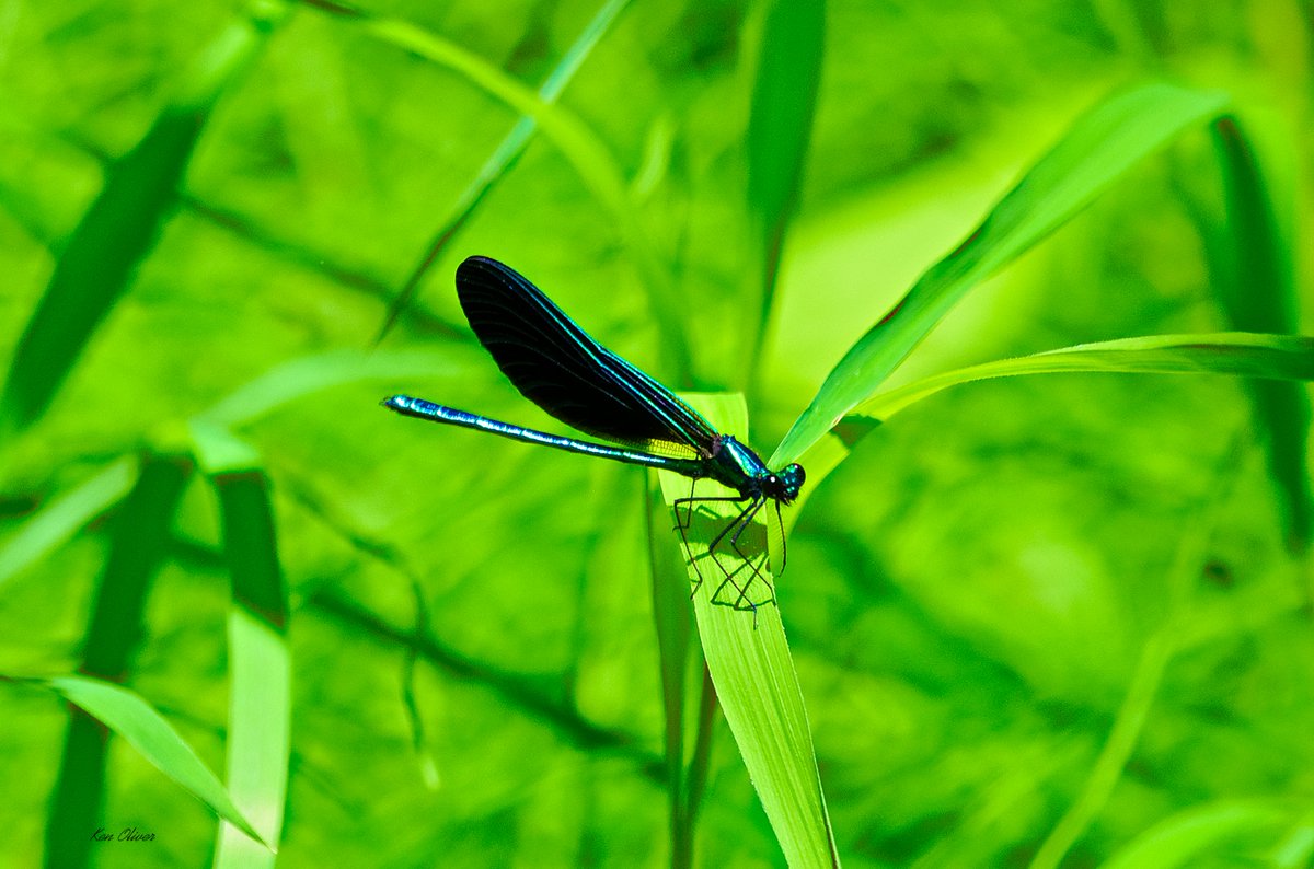 ptbo_scapes's tweet photo. Radiance of the Ebony Jewelwing Damselfly!
The male ebony jewelwing damselfly (Calopteryx maculata) is truly a breathtaking spectacle! With its shimmering, deep black wings catching the sunlight, it elegantly rests among the lively green vegetation.

©Ken Oliver https://t.co/T4WHheaxEn