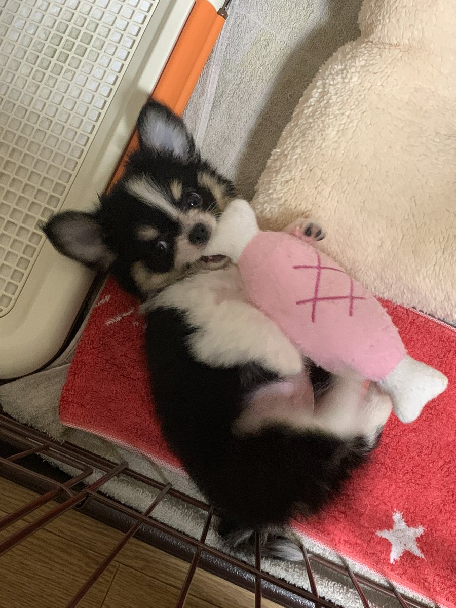 ko_____mame017's tweet photo. そういえば私事ですが本日うちの🐶が7歳になりました
立派な中年男児です🎉

←0歳　　現在→ https://t.co/EHF5CwqLi1