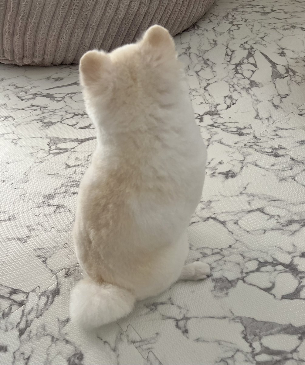 boku_ponchan's tweet photo. ねこ型食パンみたいな犬 https://t.co/0ULkoLvYlp