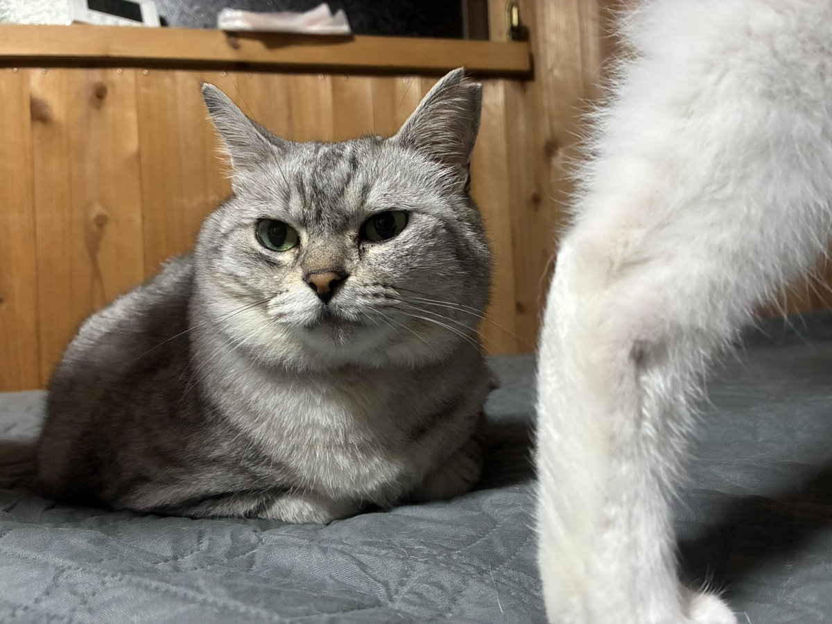 サバトラ