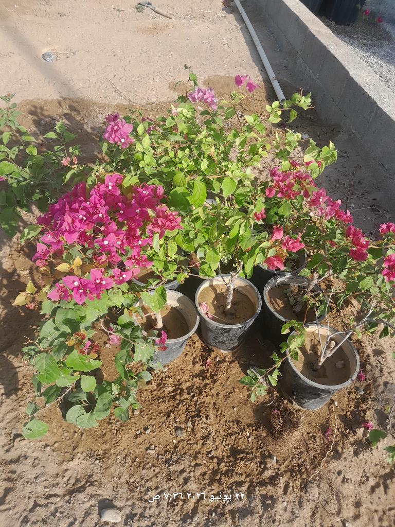 abdullah_awaisi's tweet photo. @Mmukhaini_TV86 جهنميات ب ٢.٥
ليمون عماني https://t.co/jOT6MmQttI