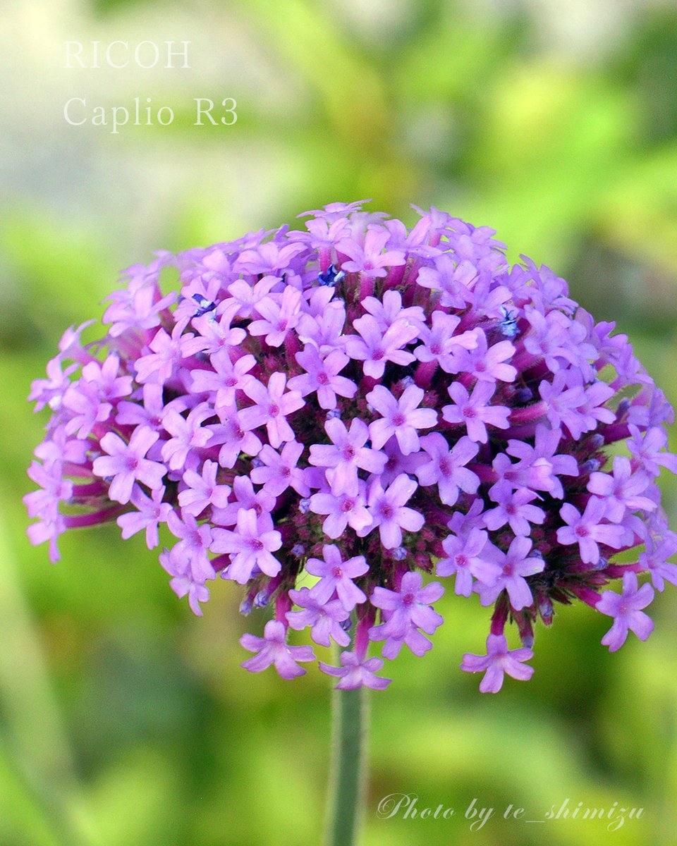tshimiz33524544's tweet photo. Verbena bonariensis is native to the Americas.
#ricoh #caplio #リコー #キャプリオ #toydigi #風景写真 #streetphotography #トイカメラ #デジタルカメラ #コンデジ #写真好きな人と繋がりたい #キリトリセカイ #ファインダー越しの私の世界 #東京カメラ部 #東京写真部 #ブルスカ写真部 https://t.co/rXTgEKJZYO