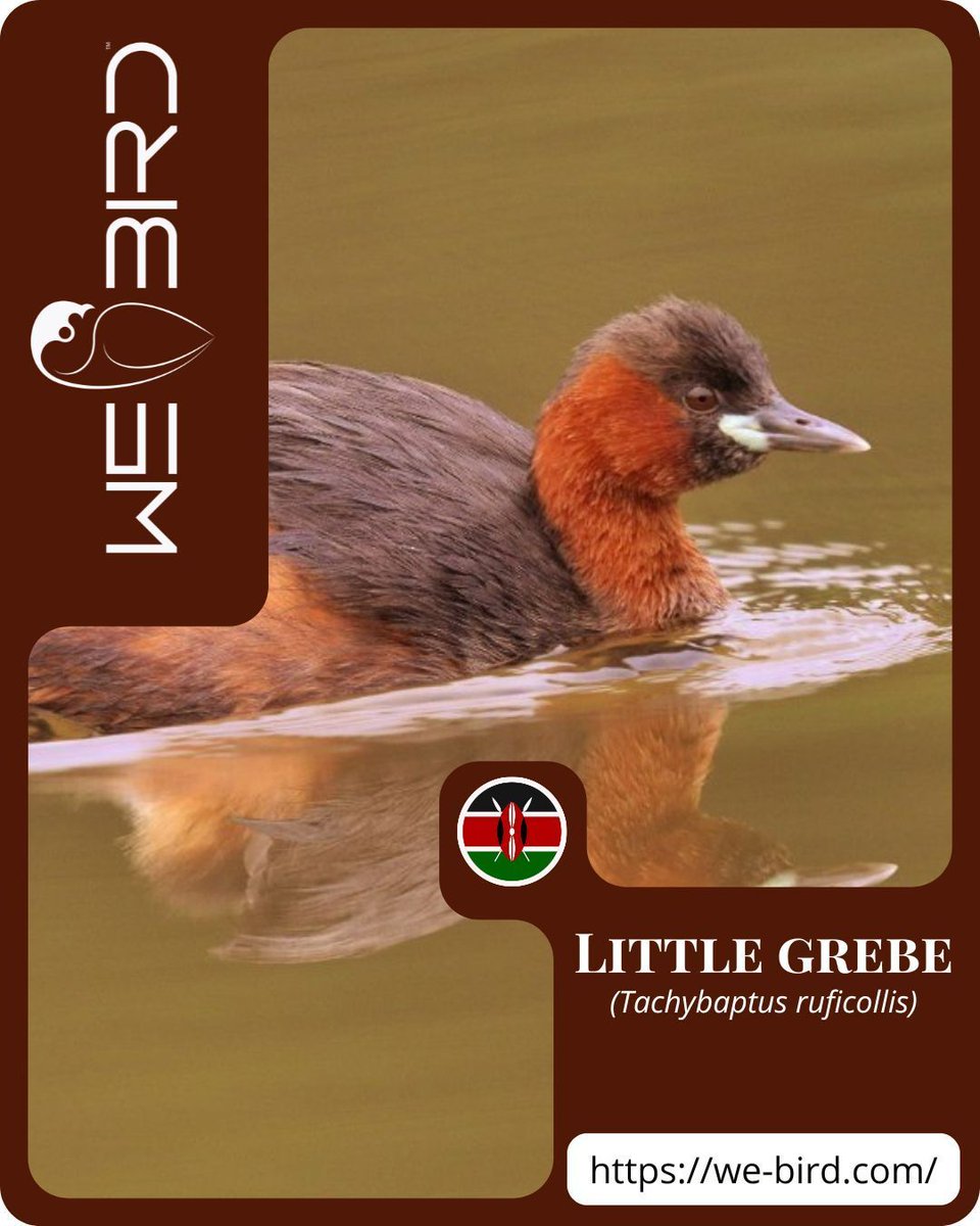 WeBirdTravel's tweet photo. Meet the Little Grebe in Kenya. 🇰🇪🦆

Discover this fascinating diving bird in the African wetlands. The best way to find it in its natural habitat is by exploring with an expert local guide.

📲 Download WeBird

https://t.co/pzHRMz3T0i

#Birdwatching #WeBird #KenyaBirds https://t.co/x2FMjwYvnG