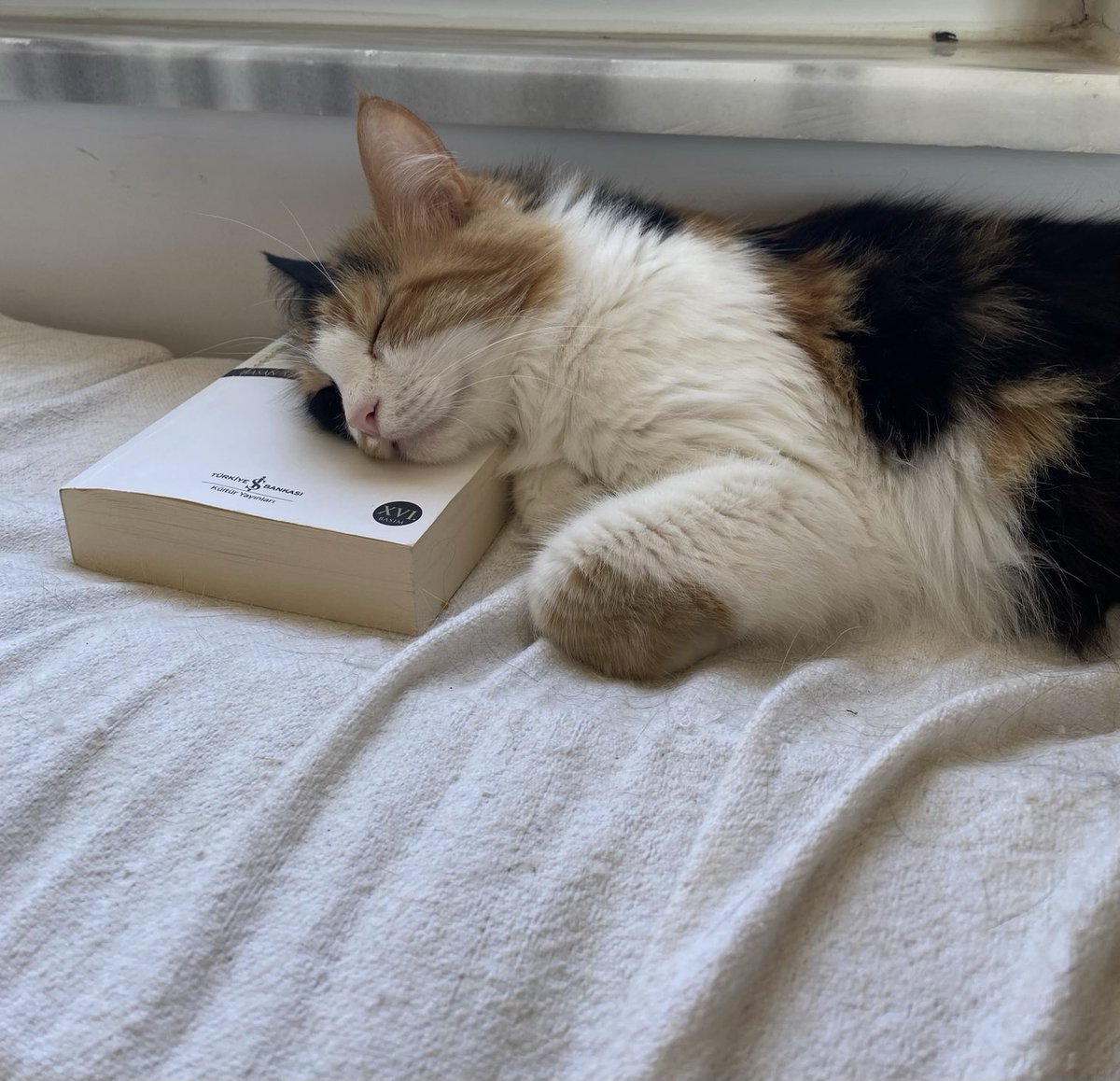 leylabaryank's tweet photo. Çok iyi okurum…
❤️🐈 Tina📚Kızım https://t.co/6Dq8Yeqdnp